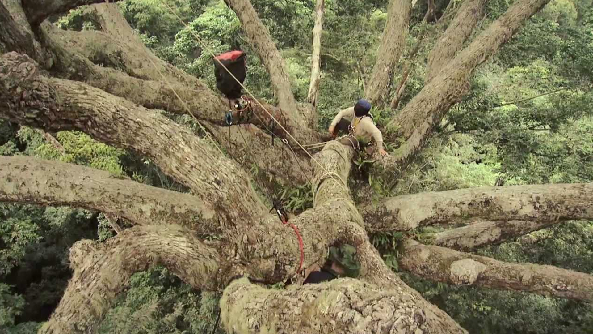 GESTION DURABLE DES FORÊTS AU GABON